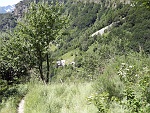 In mezzo ad una vegetazione "verdissima" l'Alpe La Motta